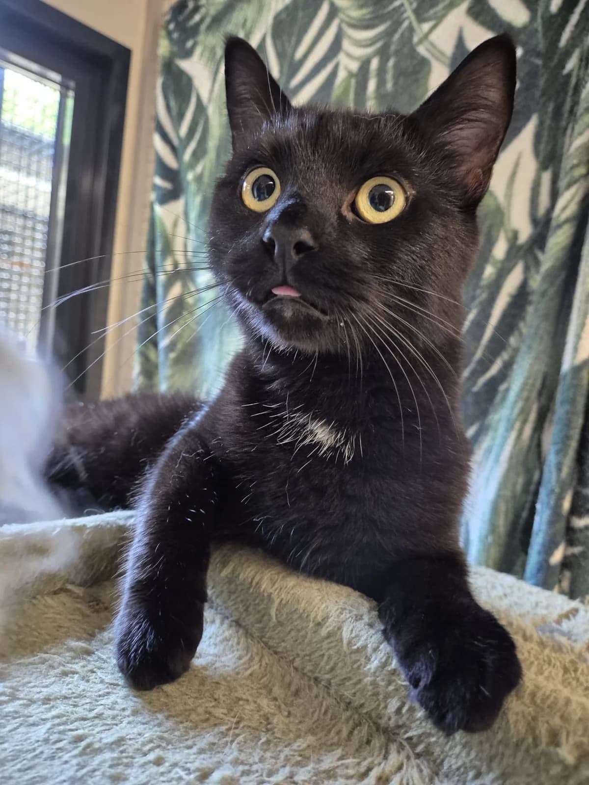 Mowgli,  young Mixed Breed for adoption at Dierenasiel 't Julialaantje, Rijswijk