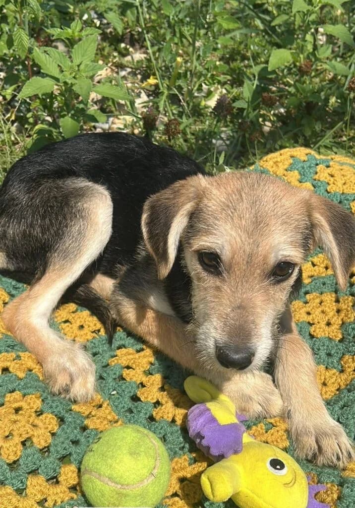 Fenna – In Nederland, female Mixed Breed for adoption at Stichting Câine Rescue, Roemenië (NL-wide)