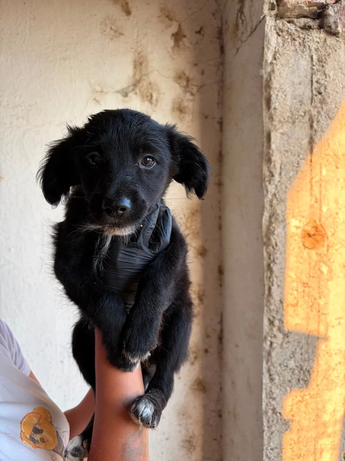 Mylo, male Mixed Breed for adoption at Stichting Câine Rescue, Roemenië (NL-wide)