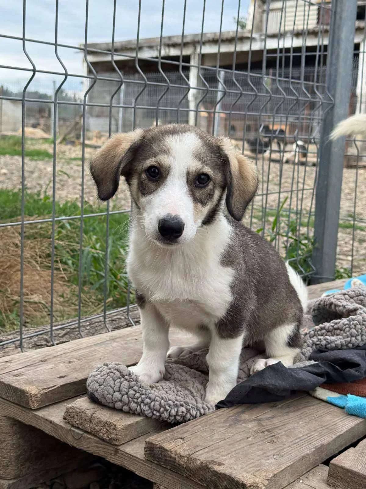Tess, female puppy Mixed Breed for adoption at Stichting Câine Rescue, Roemenië (NL-wide)