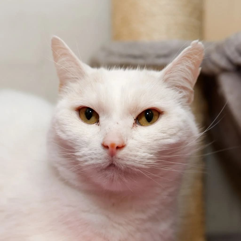 Kitkat, senior Mixed Breed for adoption at Dierenasiel De Bevelanden, AE Goes
