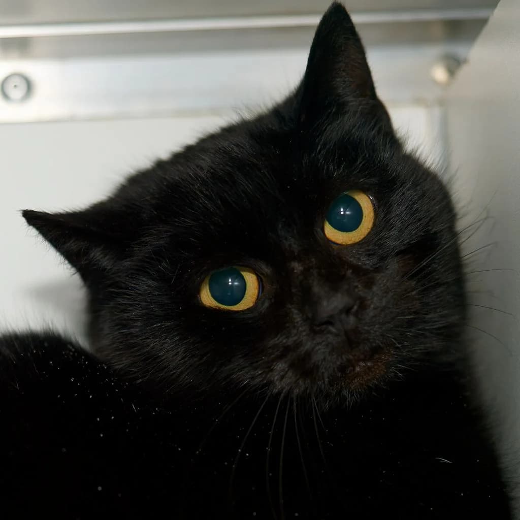 Beau, zwart female young Mixed Breed for adoption at Dierenasiel De Bevelanden, AE Goes