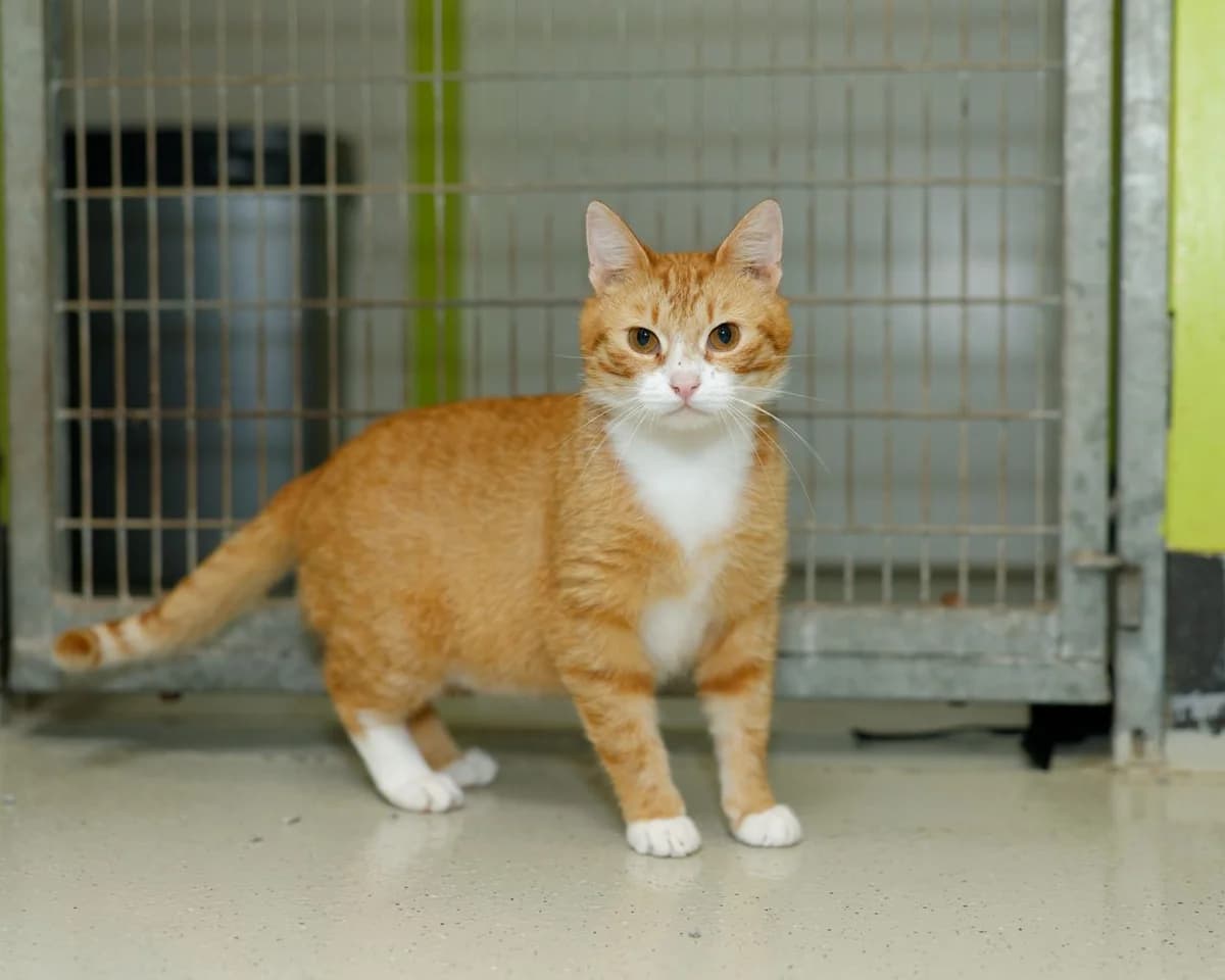 Cobus, male young Mixed Breed for adoption at Dierenasiel De Bevelanden, AE Goes