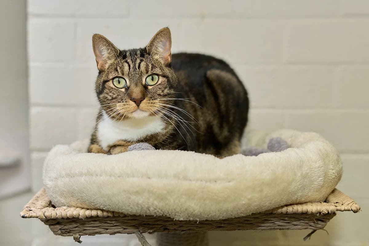 Boef, female 6yo Mixed Breed for adoption at Dierenasiel De Bevelanden, AE Goes