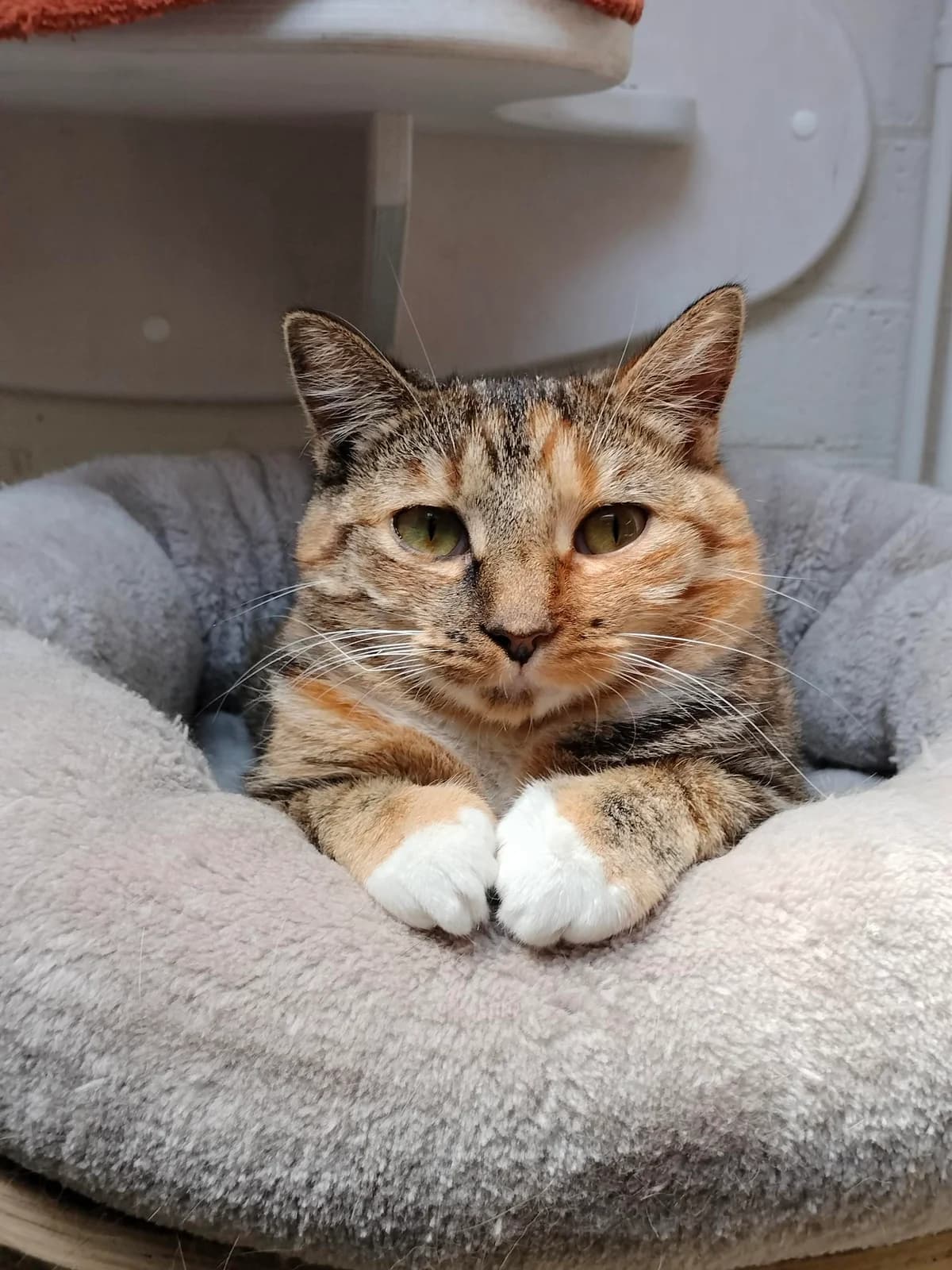 Feetje, female young Mixed Breed for adoption at Dierenasiel De Bevelanden, AE Goes