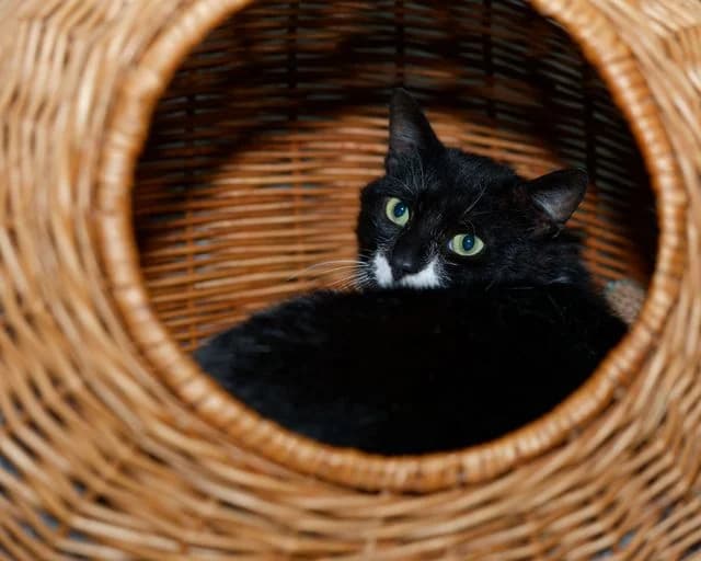 Kats, male 3yo Mixed Breed for adoption at Dierenasiel De Bevelanden, AE Goes