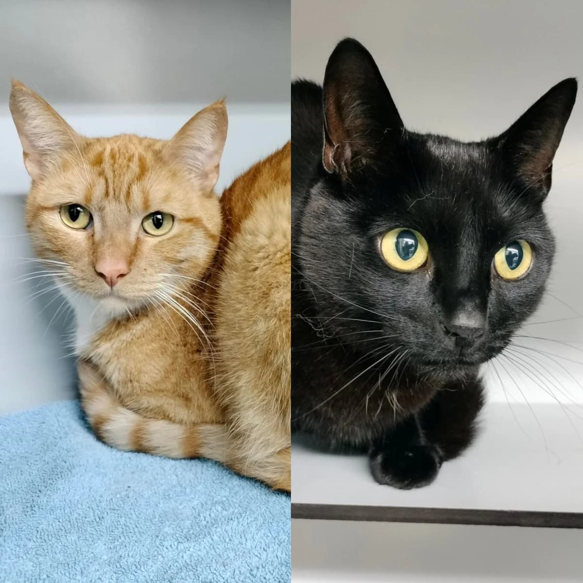 Duo Lulu (rood) en Lulu (zwart), rood  4yo Mixed Breed for adoption at Dierenasiel De Bevelanden, AE Goes