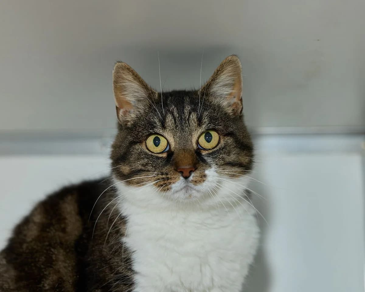 Rosa, female 6yo Mixed Breed for adoption at Dierenasiel De Bevelanden, AE Goes