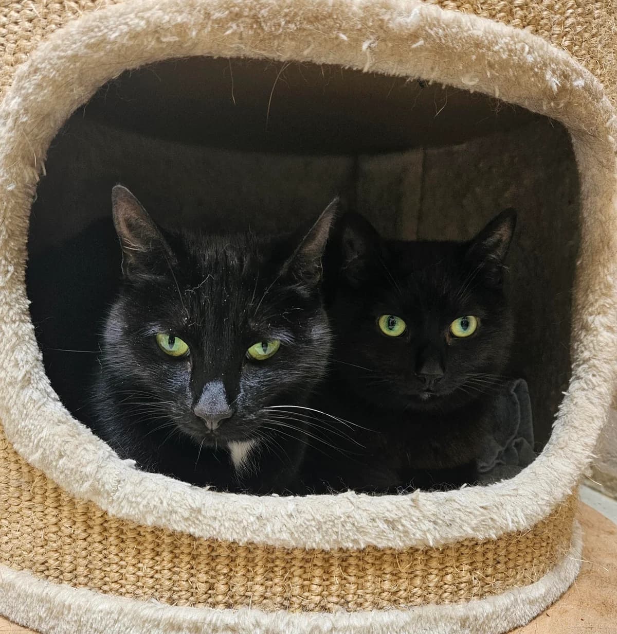 Duo Zorro en Balou, Mixed Breed (Dierenasiel De Bevelanden)