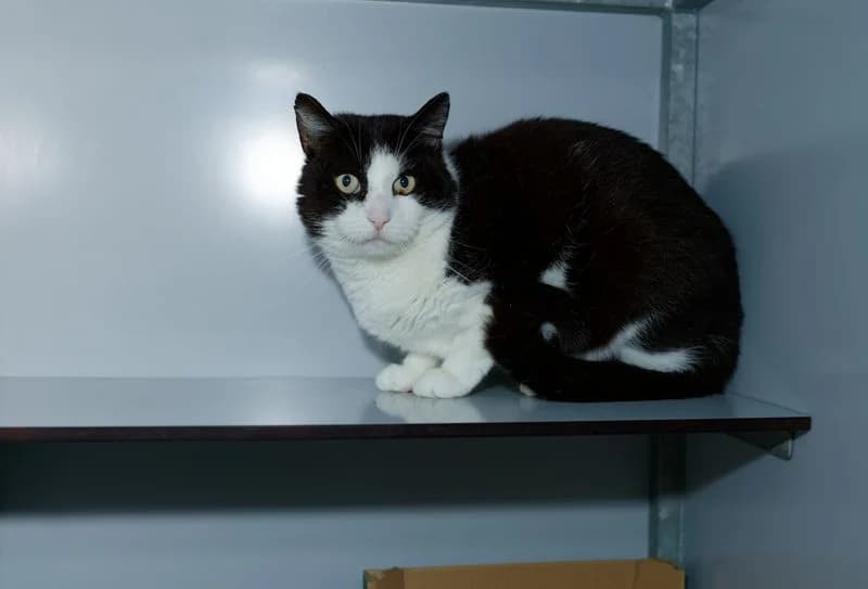 Rico, Mixed Breed (Dierenasiel De Bevelanden)