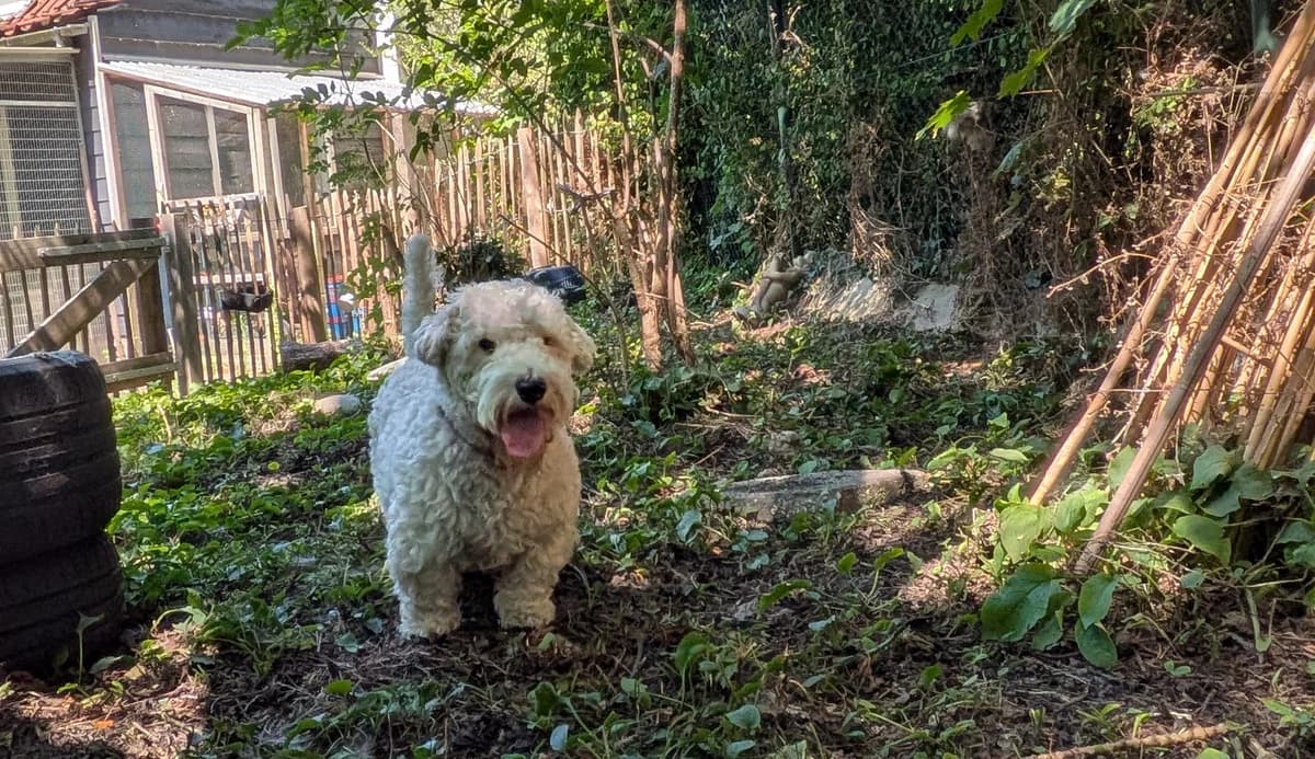 Leo, Mixed Breed (Dierenasiel De Bevelanden)