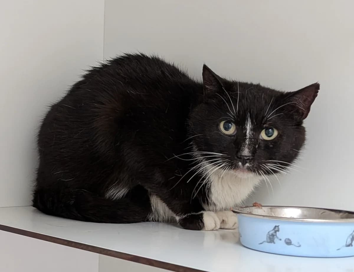 Fortuna,  5yo Mixed Breed for adoption at Dierenasiel De Bevelanden, AE Goes