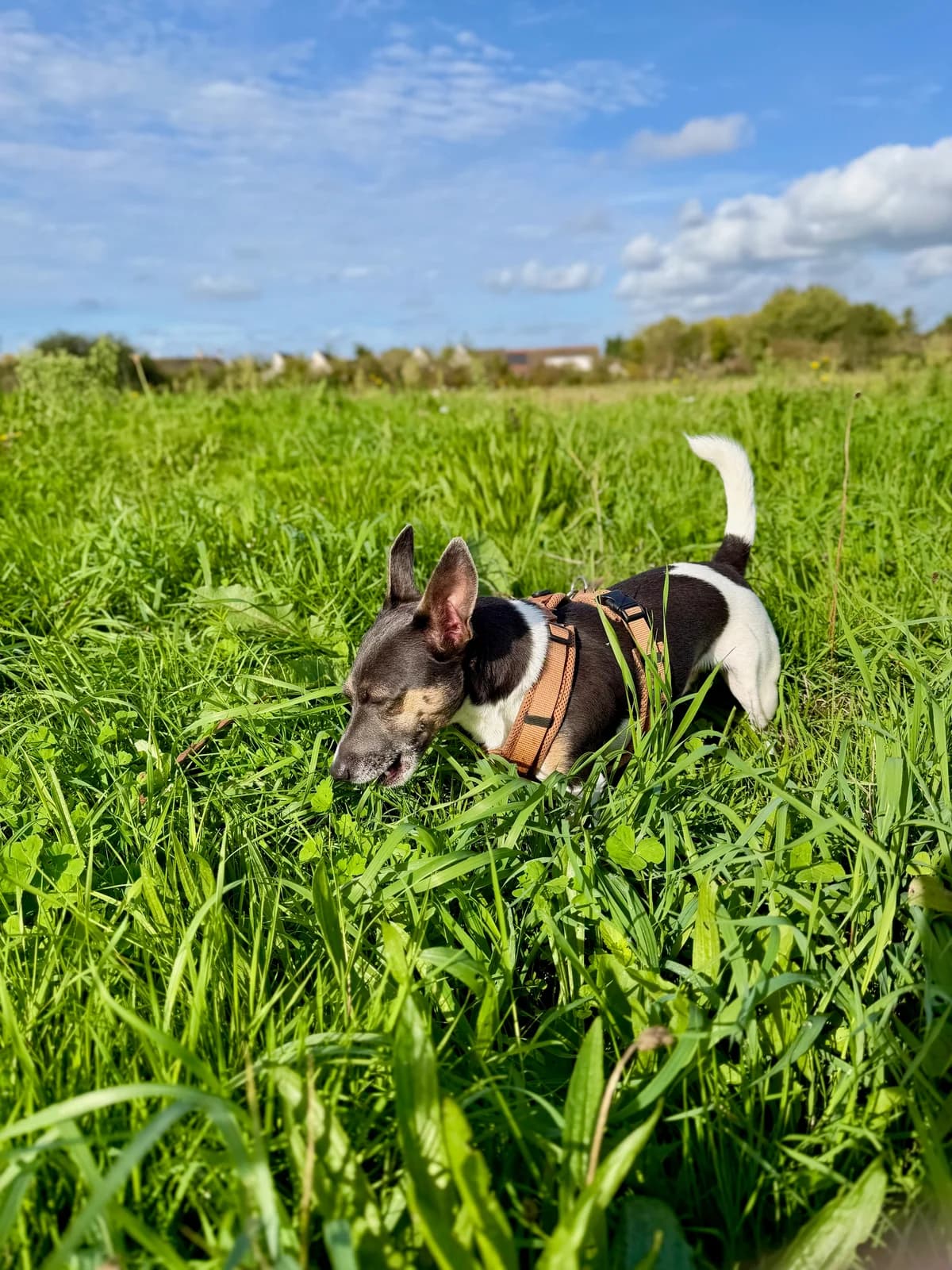 Chyko, young Mixed Breed for adoption at Dierenasiel De Bevelanden, AE Goes
