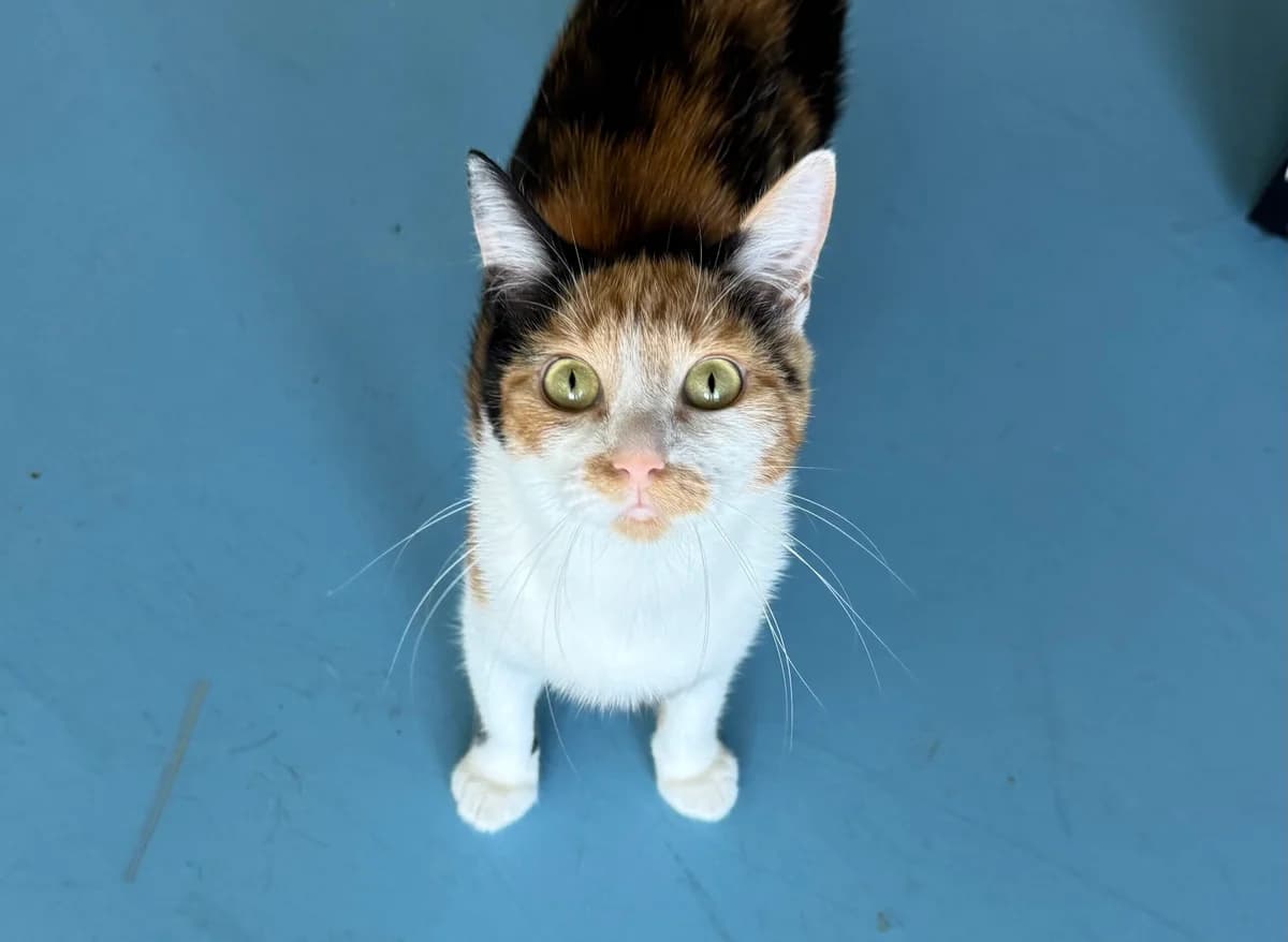 Cleo, female 3yo Mixed Breed for adoption at Stichting Dierenasiel Gorinchem