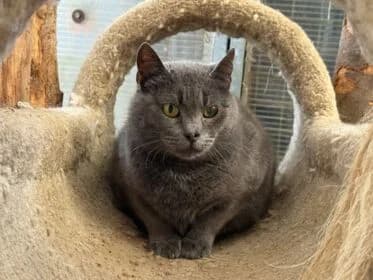 Fiep (boerderij/stalkat), female 7yo Mixed Breed for adoption at Stichting Dierenasiel Gorinchem