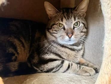 Guus, male young Mixed Breed for adoption at Stichting Dierenasiel Gorinchem