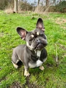 Ivy,  young Mixed Breed for adoption at Stichting Dierenasiel Gorinchem