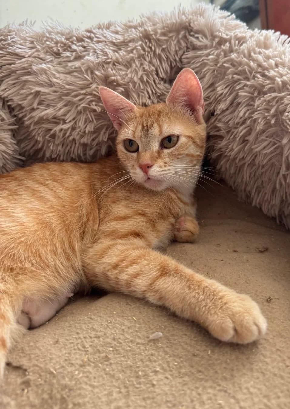 Jill, female young Mixed Breed for adoption at Stichting Dierenasiel Gorinchem