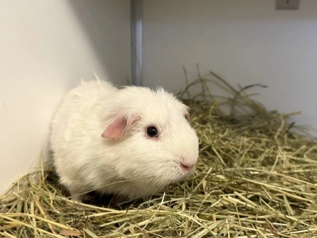 Kiki,  young Mixed Breed for adoption at Stichting Dierenasiel Gorinchem