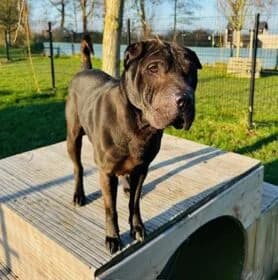 Lazy, male Mixed Breed for adoption at Stichting Dierenasiel Gorinchem