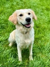 Lola,  young Mixed Breed for adoption at Stichting Dierenasiel Gorinchem