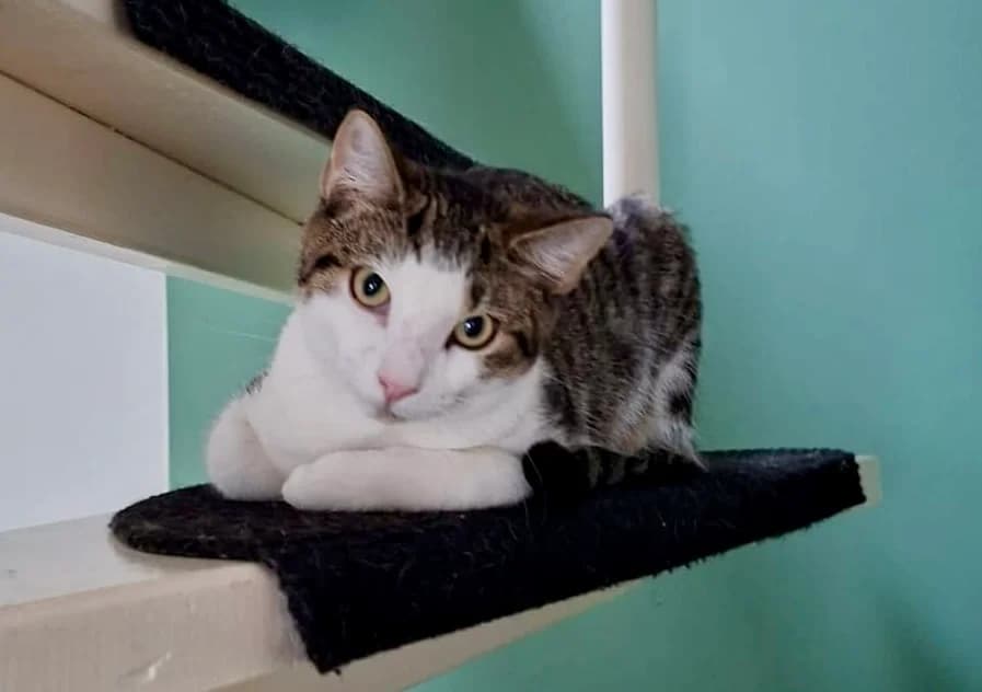 Nick, male Mixed Breed for adoption at Stichting Dierenasiel Gorinchem