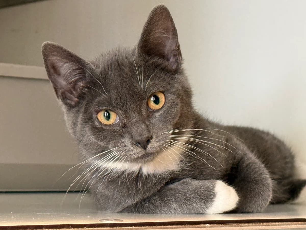 Nox, female Mixed Breed for adoption at Stichting Dierenasiel Gorinchem