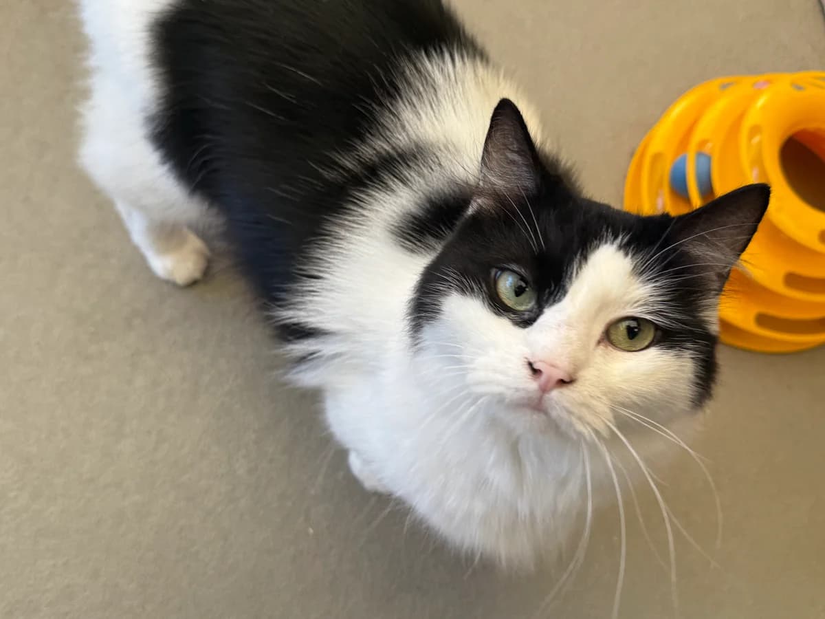 Pijk, male 4yo Mixed Breed for adoption at Stichting Dierenasiel Gorinchem