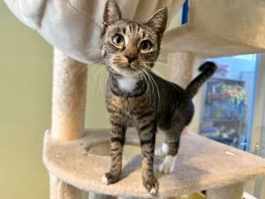 Pippa, female 5yo Mixed Breed for adoption at Stichting Dierenasiel Gorinchem