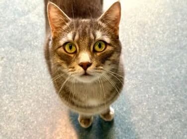 Muchi, male Mixed Breed for adoption at Stichting Dierenasiel Gorinchem