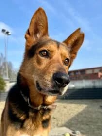 Sol,  young Mixed Breed for adoption at Stichting Dierenasiel Gorinchem