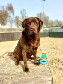 Stef, male Mixed Breed for adoption at Stichting Dierenasiel Gorinchem