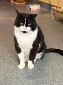 Thor, male 6yo Mixed Breed for adoption at Stichting Dierenasiel Gorinchem