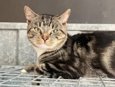 Tom, male young Mixed Breed for adoption at Stichting Dierenasiel Gorinchem