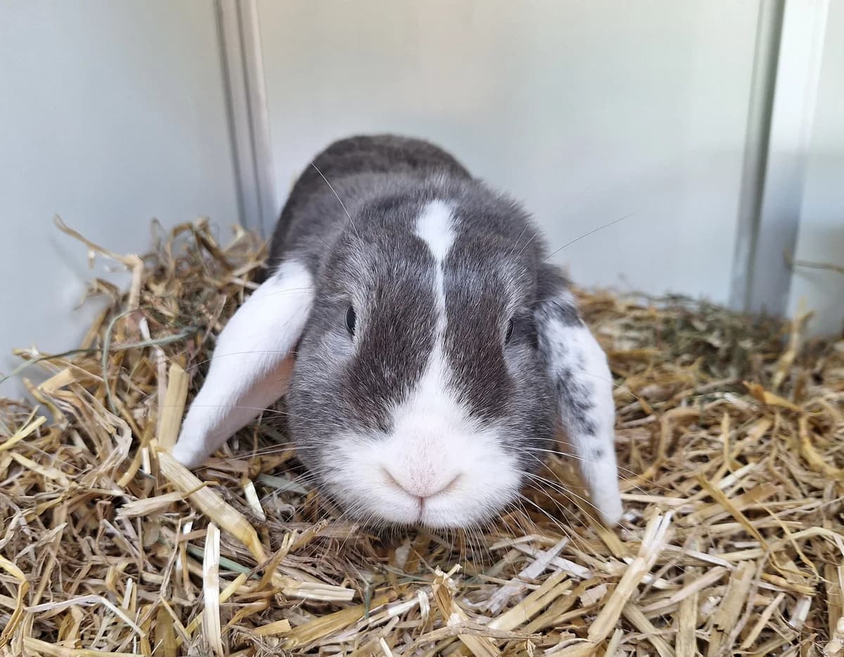 Karaliene, Blauw wit female 4yo mixed breed for adoption at Dierentehuis Stevenshage Leiden, Leiden