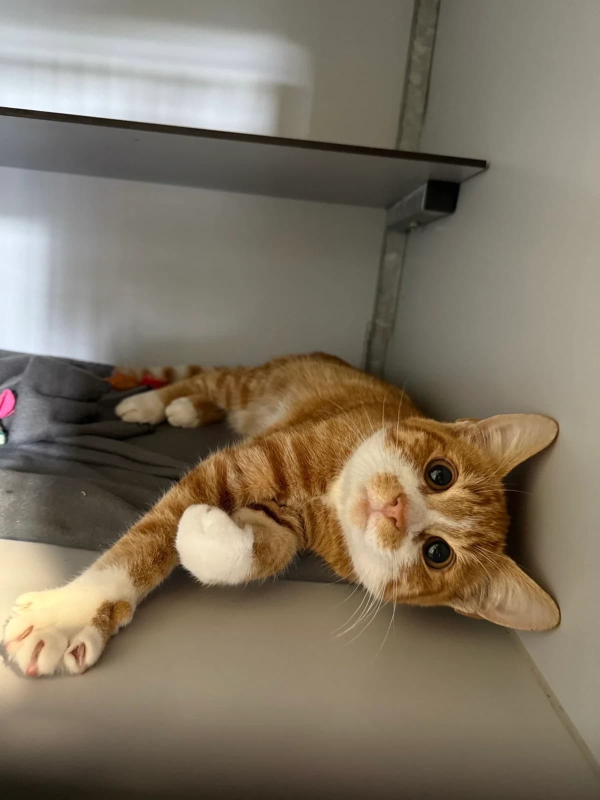 Harlan, Rood/wit male 4yo European Shorthair for adoption at Dierentehuis Stevenshage Leiden, Leiden