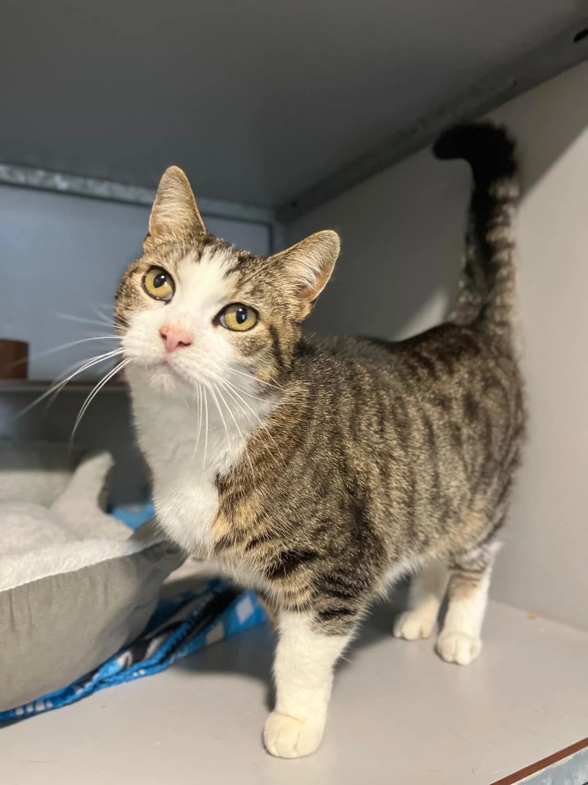 Ringo, Cypers/wit male 4yo European Shorthair for adoption at Dierentehuis Stevenshage Leiden, Leiden
