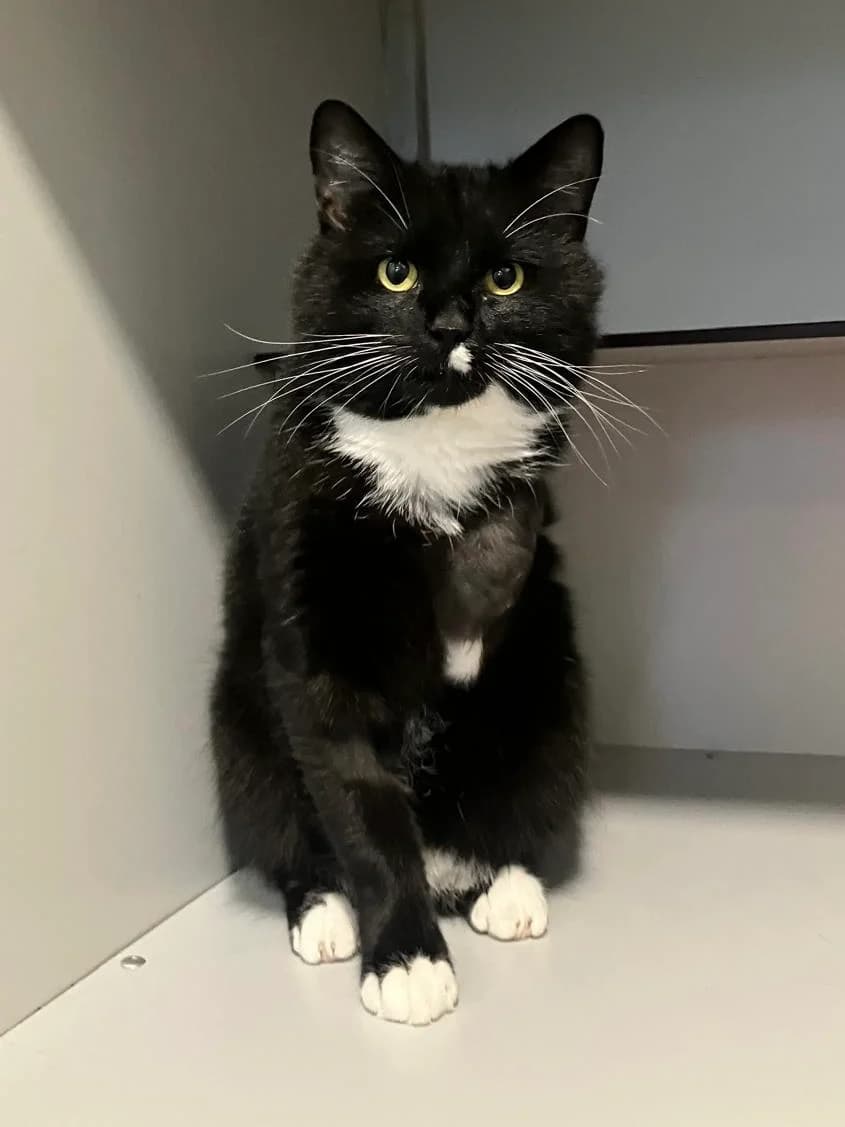 Arkouda, Zwart/wit male 4yo European Shorthair for adoption at Dierentehuis Stevenshage Leiden, Leiden