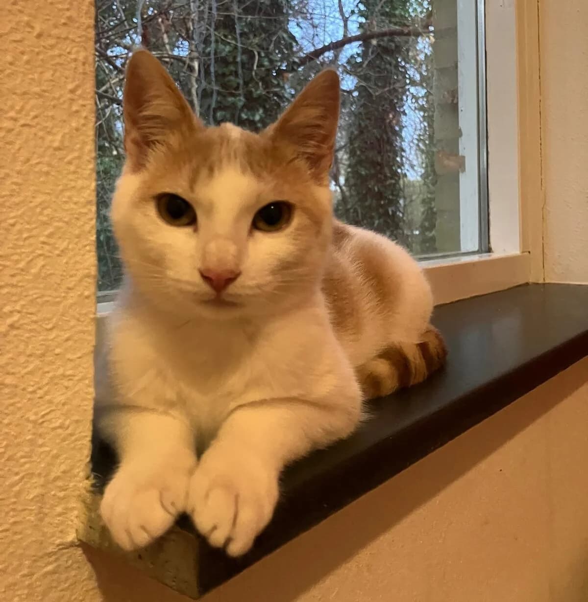 Bente, Rood/wit female puppy European Shorthair for adoption at Dierentehuis Stevenshage Leiden, Leiden