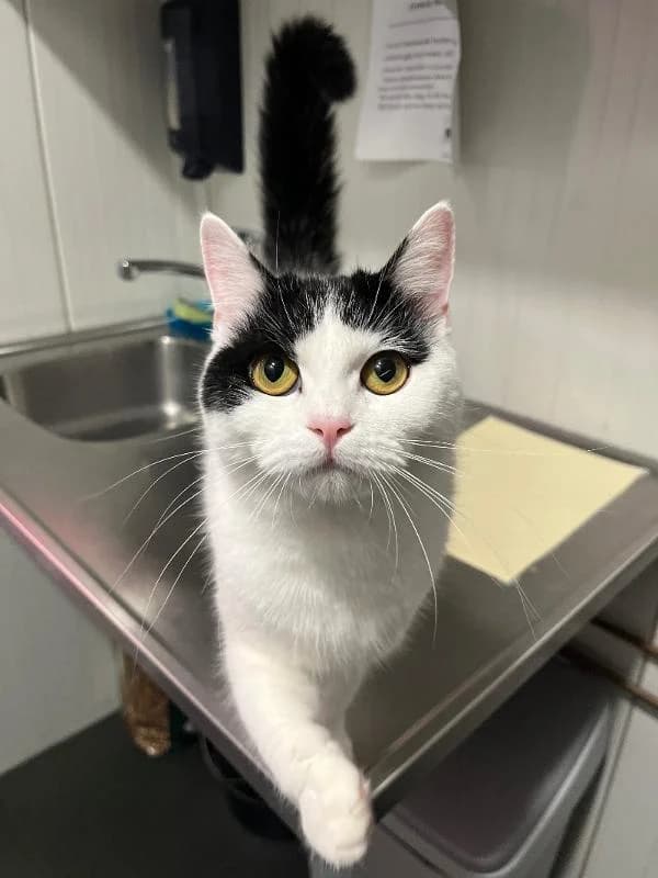 Louie, Zwart/wit female 4yo European Shorthair for adoption at Dierentehuis Stevenshage Leiden, Leiden