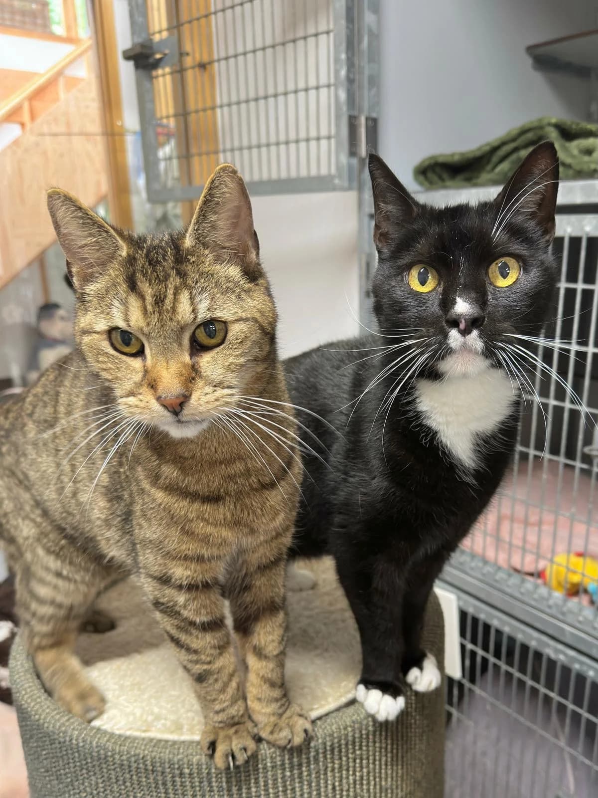 Bram en Gijs, Cypers en Zwart wit male senior European Shorthair for adoption at Dierentehuis Stevenshage Leiden, Leiden