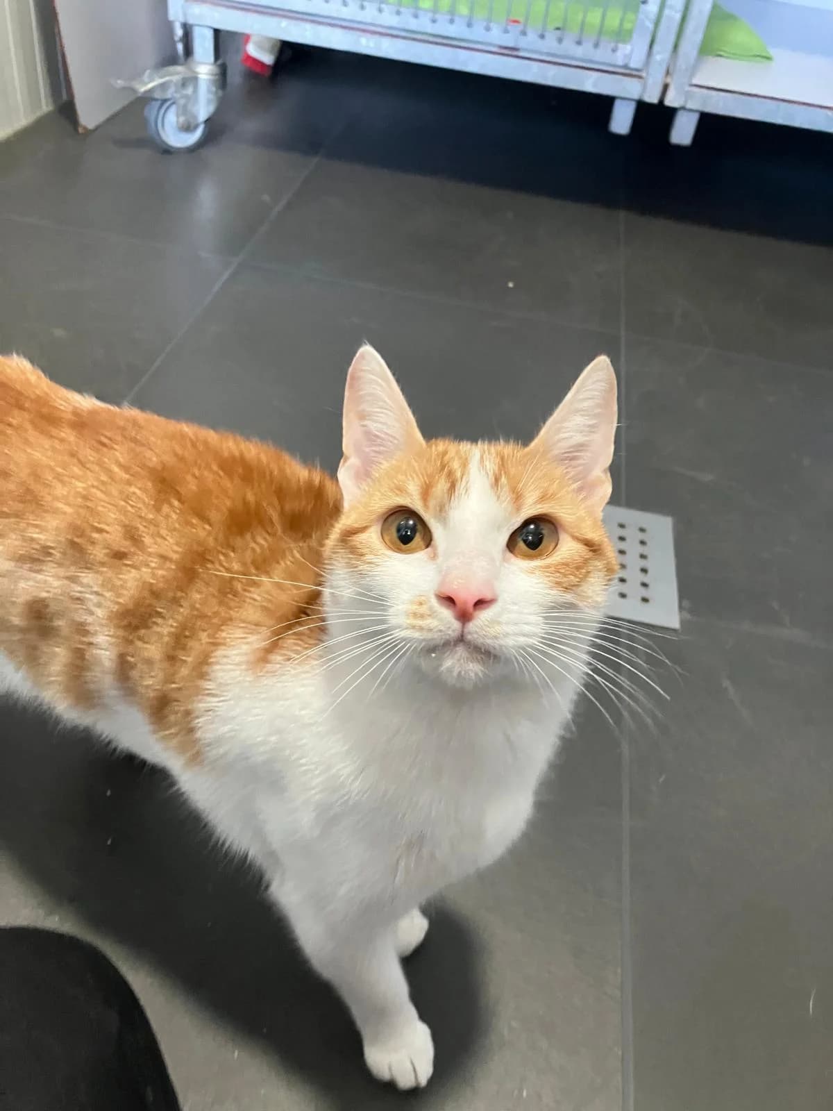 Kim, Rood/wit female 4yo European Shorthair for adoption at Dierentehuis Stevenshage Leiden, Leiden