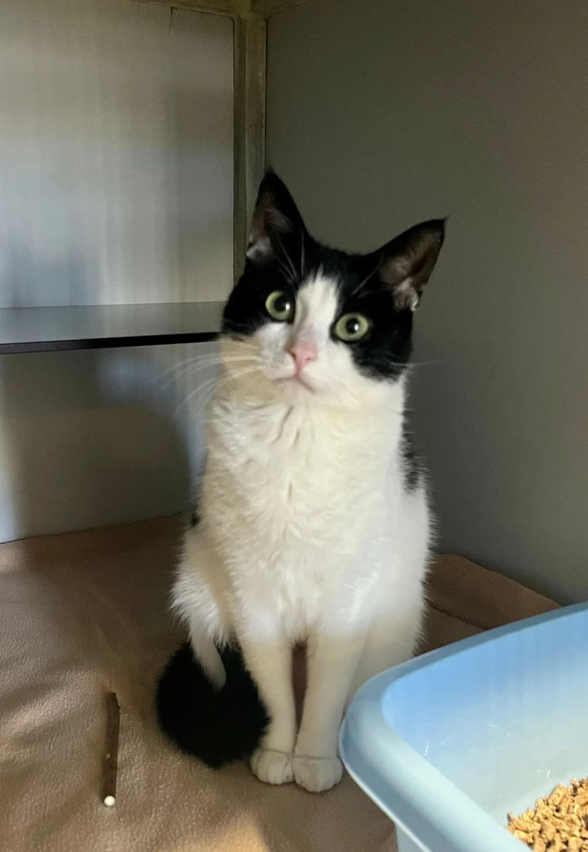 Luna, Zwart/wit female 4yo European Shorthair for adoption at Dierentehuis Stevenshage Leiden, Leiden