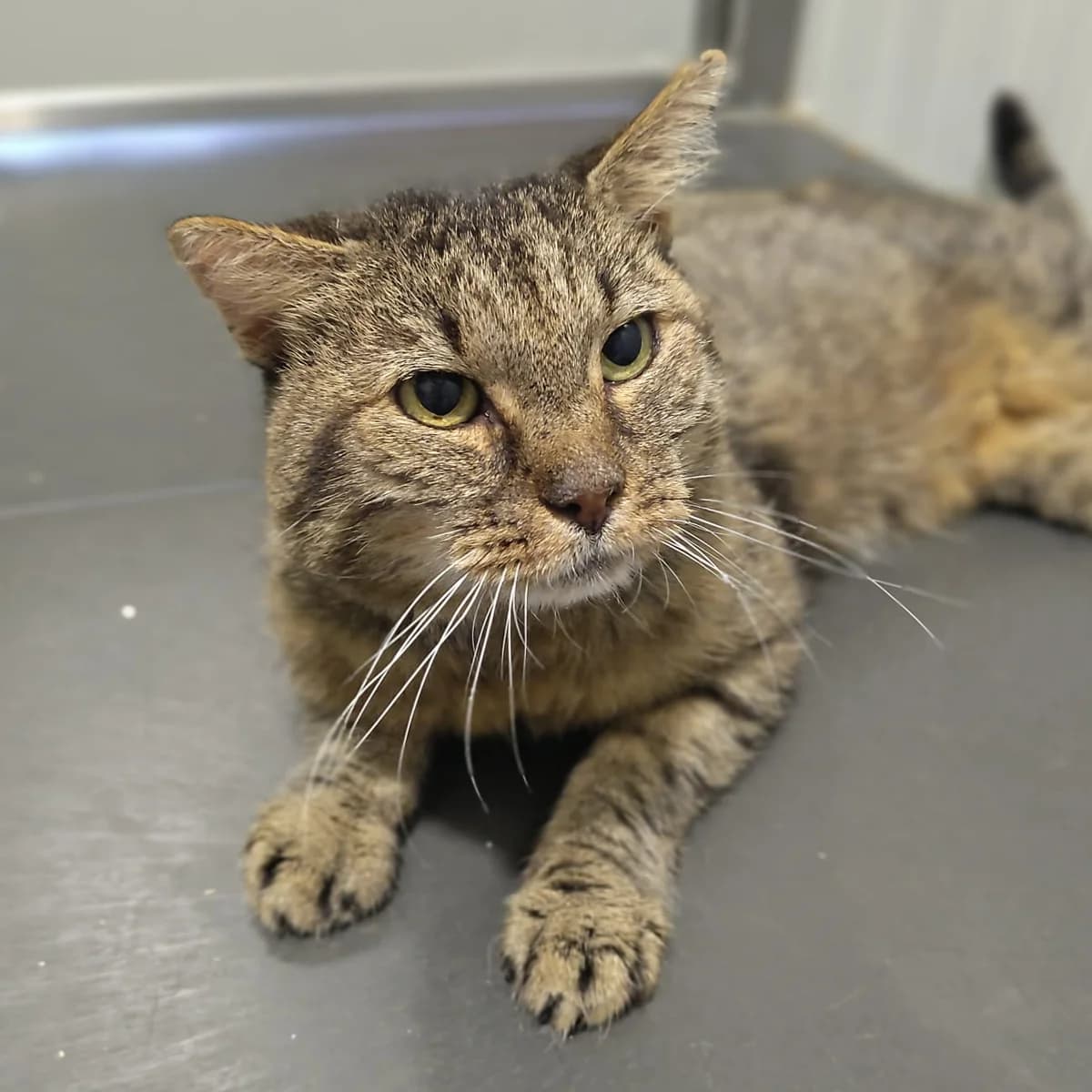 Kiezel, Cypers male senior European Shorthair for adoption at Dierentehuis Stevenshage Leiden, Leiden