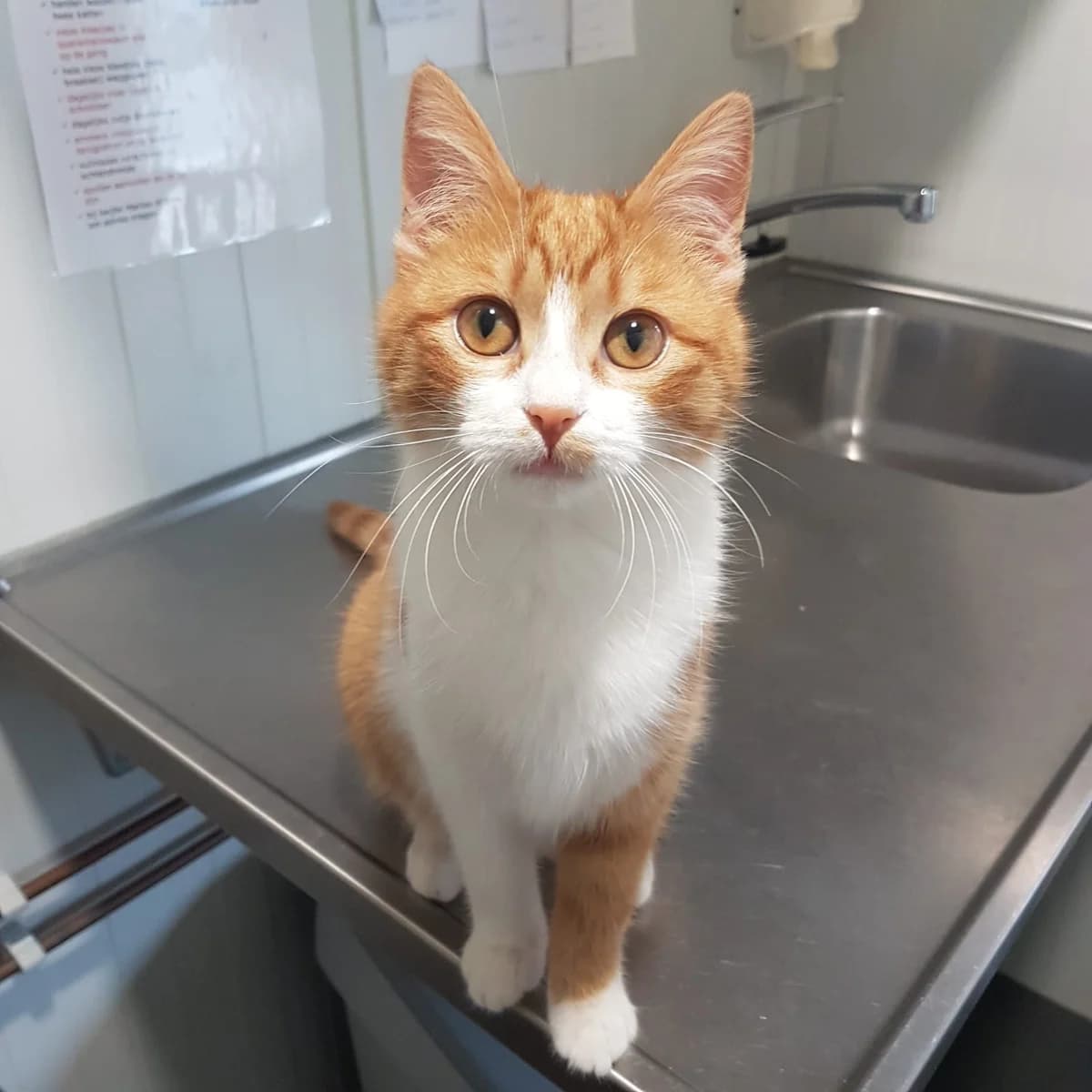 Noortje, Rood/wit female 4yo European Shorthair for adoption at Dierentehuis Stevenshage Leiden, Leiden