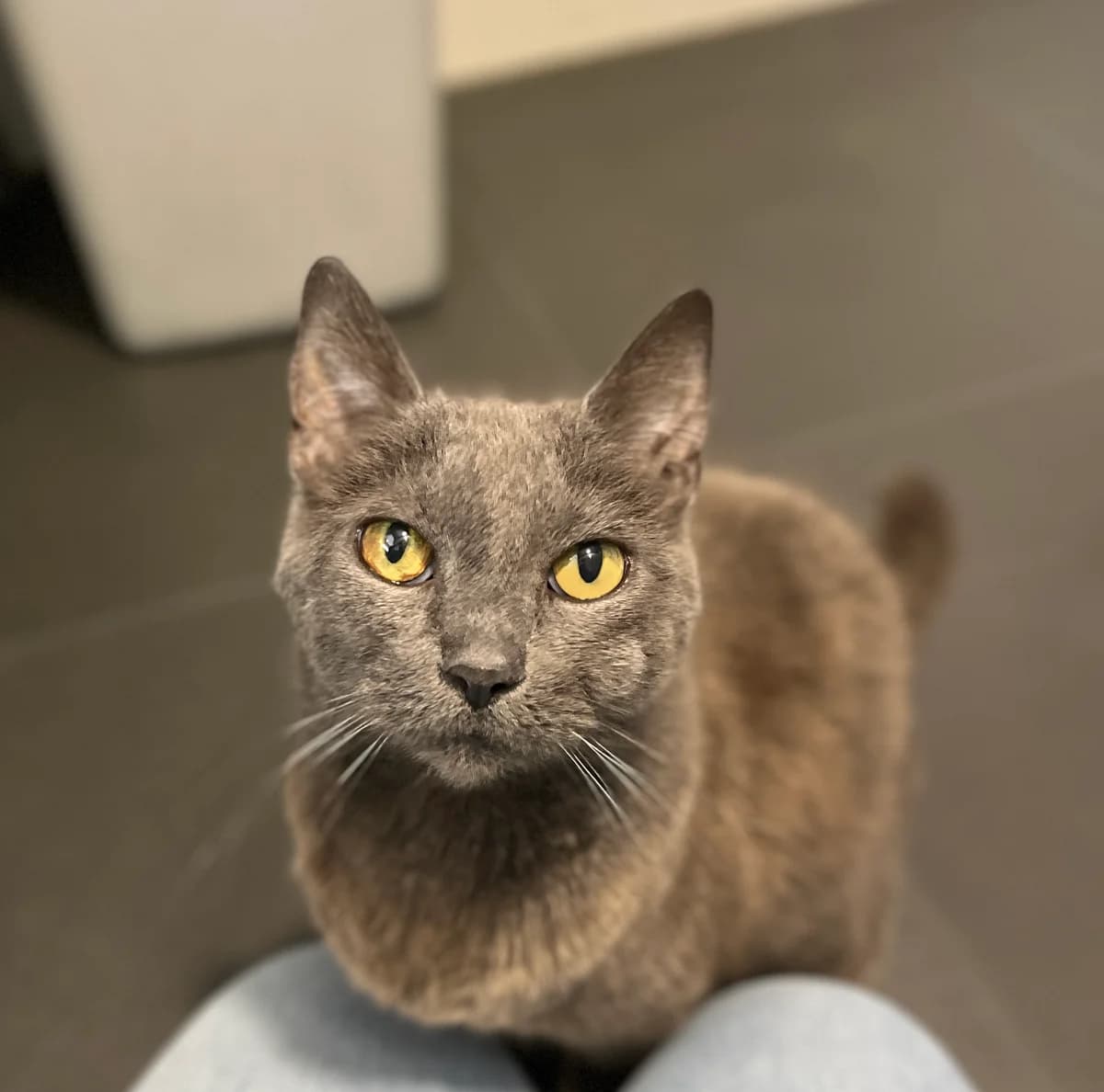 Moussie, Blauw female senior European Shorthair for adoption at Dierentehuis Stevenshage Leiden, Leiden