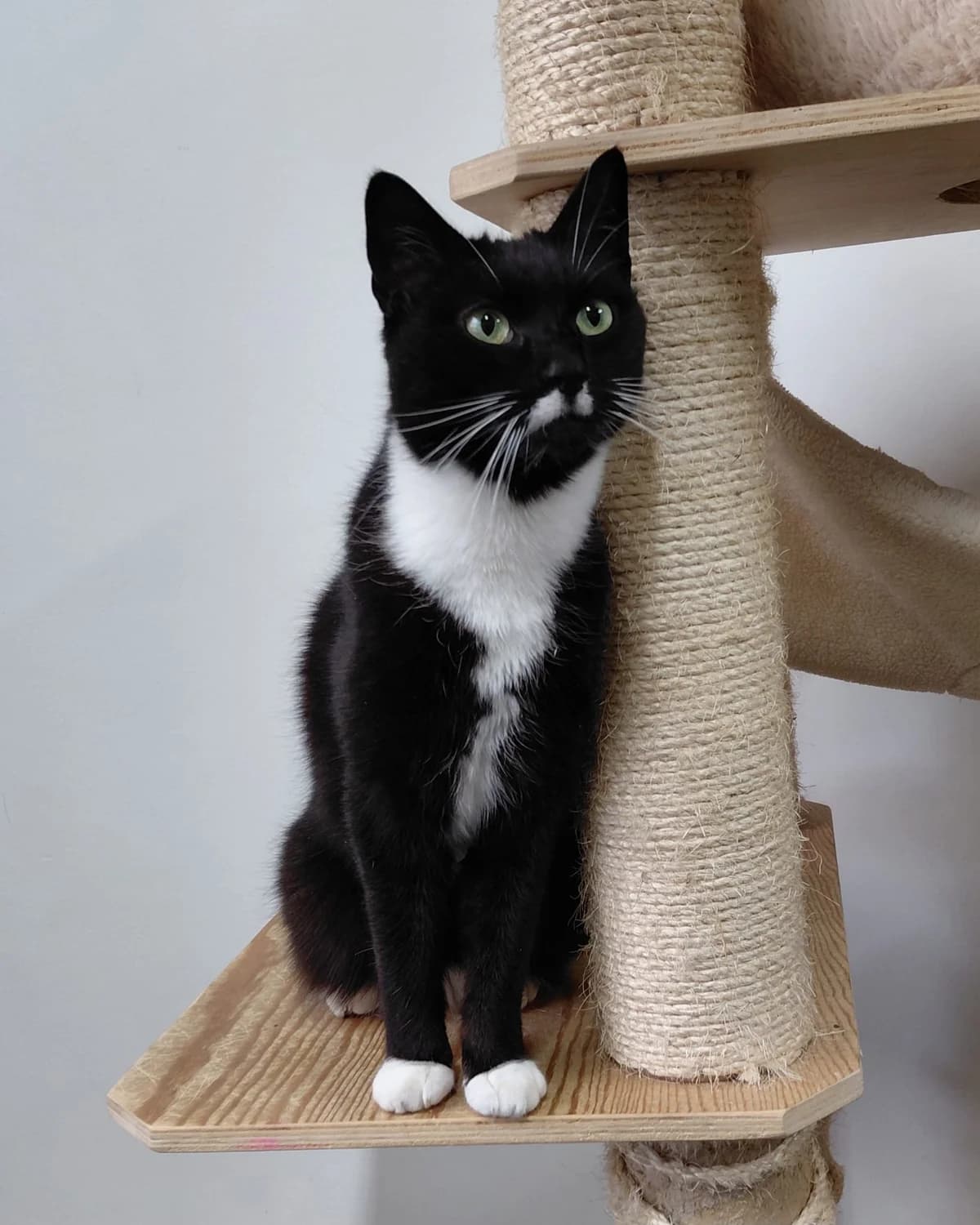 Mio, Zwart/wit male 4yo European Shorthair for adoption at Dierentehuis Stevenshage Leiden, Leiden