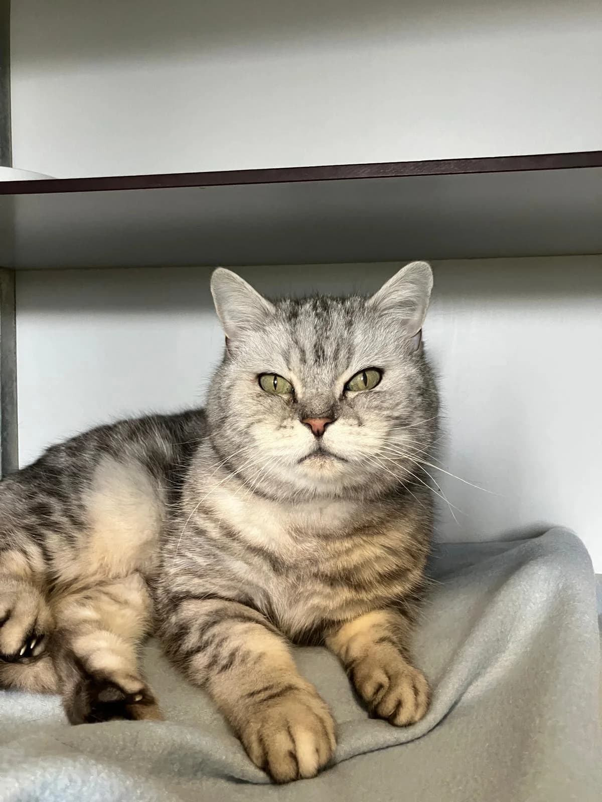 Rex, Grijs male senior mixed breed for adoption at Dierentehuis Stevenshage Leiden, Leiden
