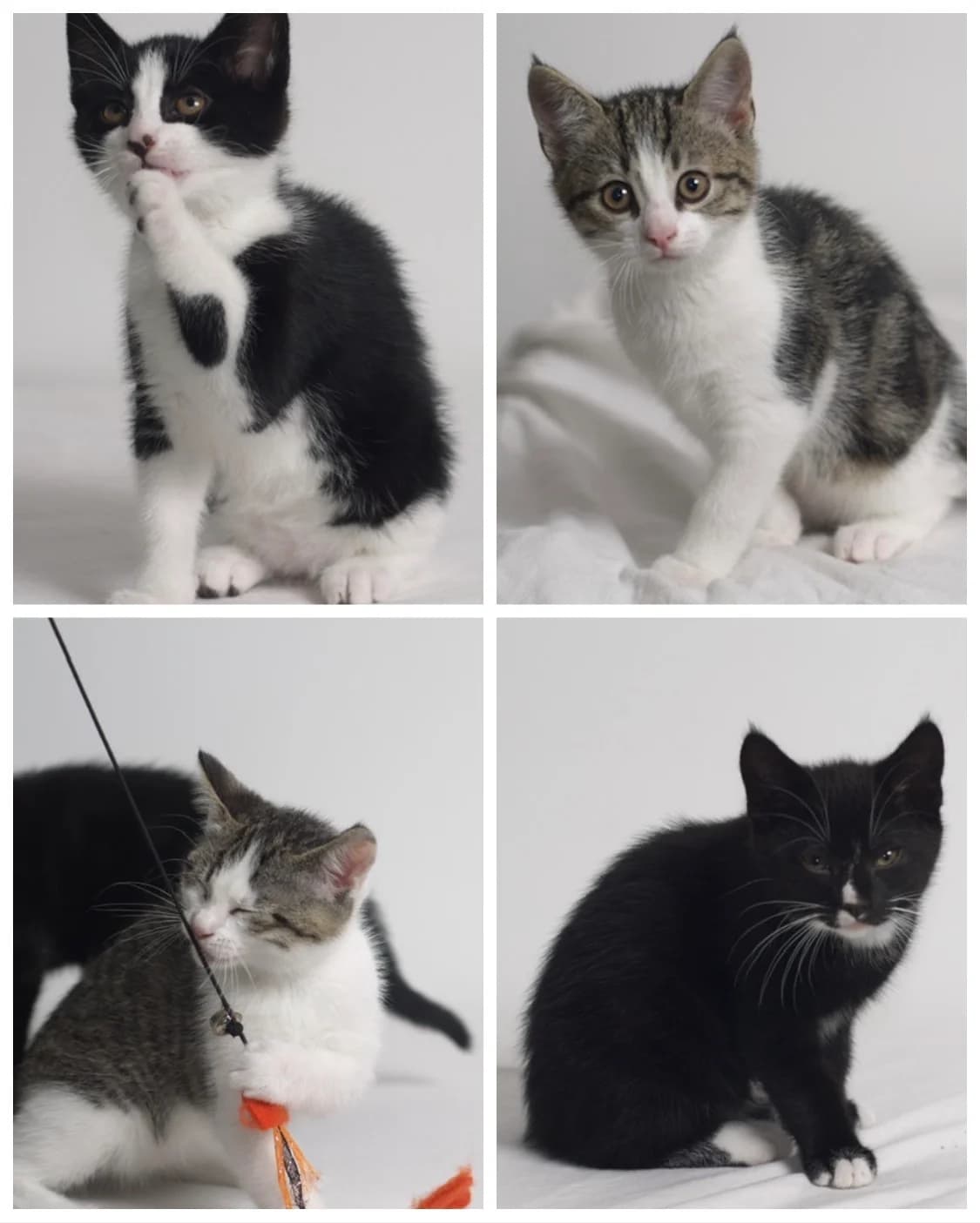 Joep en Siemen, Zwart/wit male puppy European Shorthair for adoption at Dierentehuis Stevenshage Leiden, Leiden