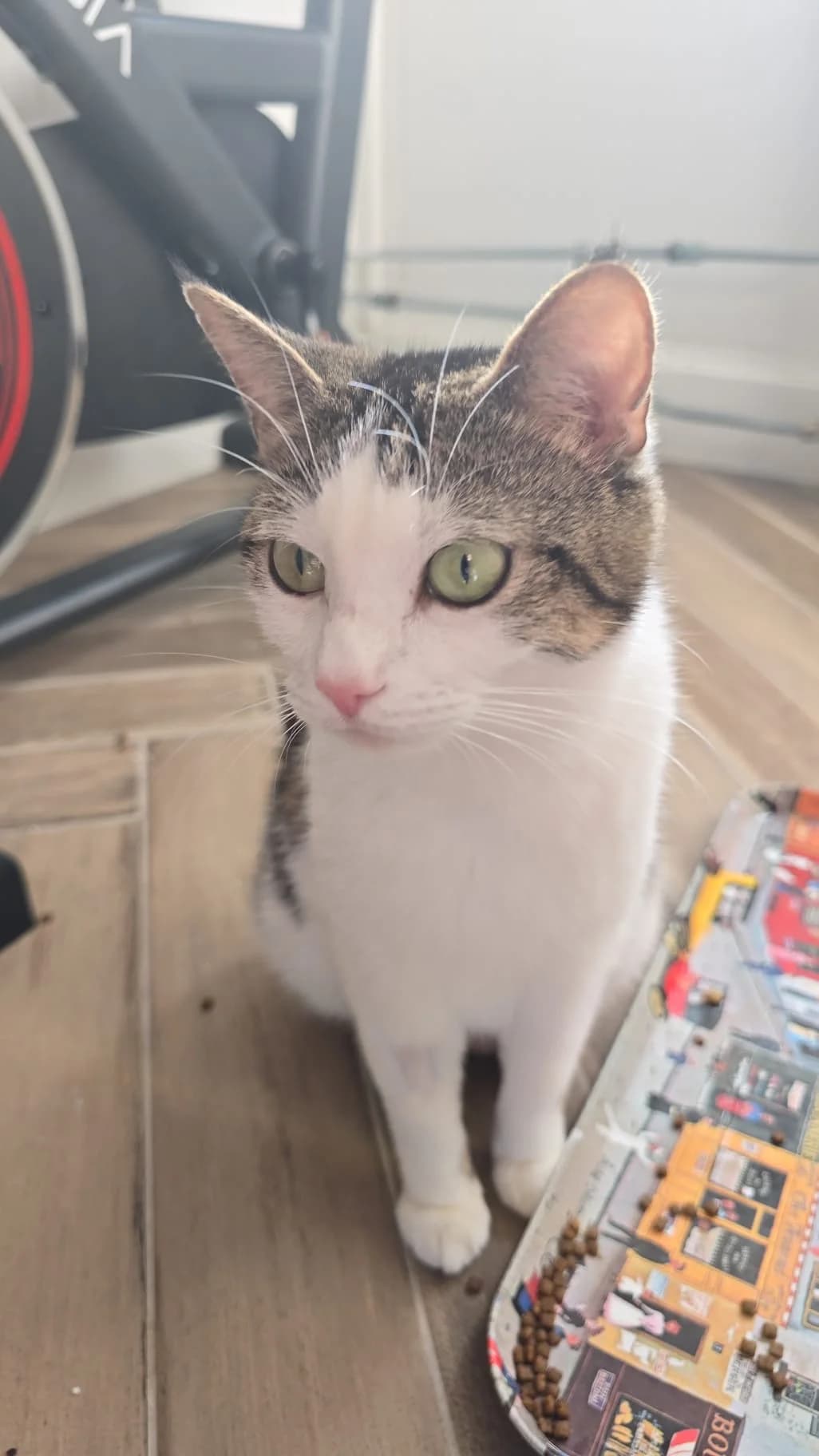 Plien, Cypers/wit female 4yo European Shorthair for adoption at Dierentehuis Stevenshage Leiden, Leiden
